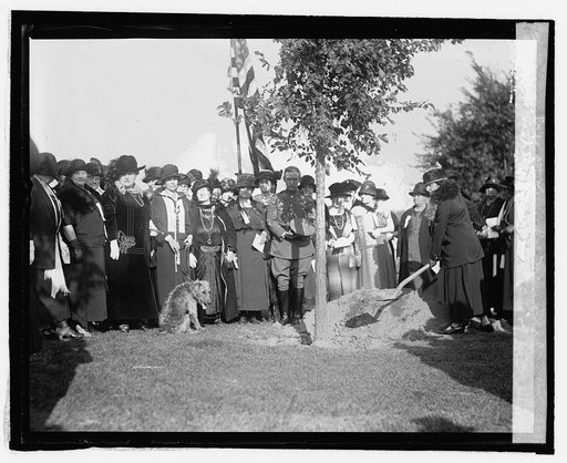 National War Mothers of Dist. plant tree at Lincoln Memorial, [10/13/24