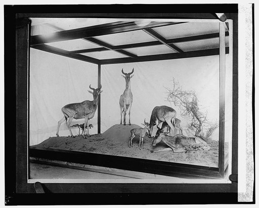 Roosevelt Collection at National Museum
