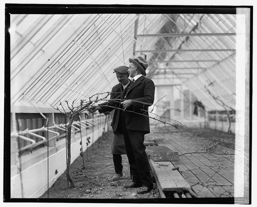 Prof. George Husmann of Ag. Dept. in grapery, 1/26/25