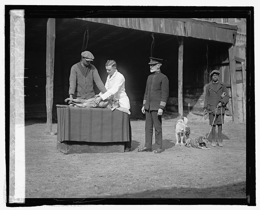 Vaccination of dogs at Alexandria, Va., 2/21/25