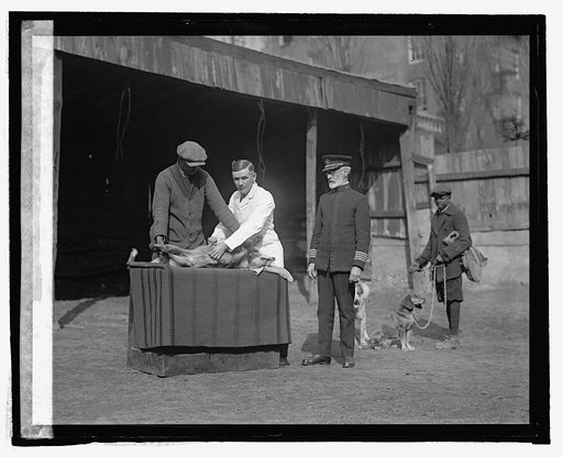 Vaccination of dogs at Alex., Va., [2/21/25