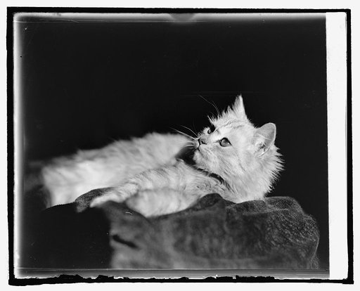 Radium King, Miss Beauchler [cat