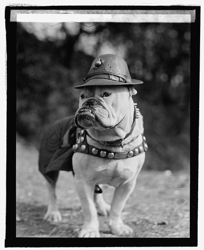 Sgt. Jiggs