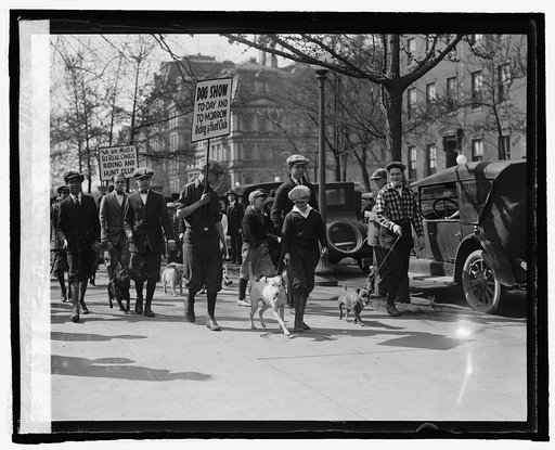 Parade of muts at dog show, 4/13/25