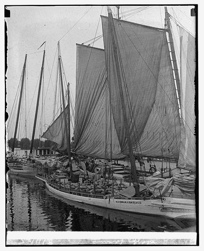 1st fleet of watermelons from nearby farms, 8/11/25