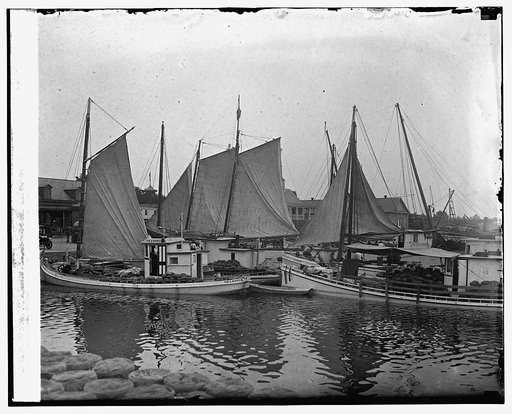 1st fleet of watermelons from nearby farms, [8/11/25