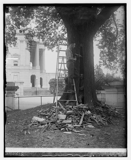 Tree surgeons at Capitol, 8/20/25