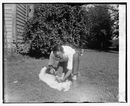 J.J. Culver of Ag. Ex. [i.e., Agricultural Experiment?] Station, Vienna, Va., studying fleas, [9/18/25