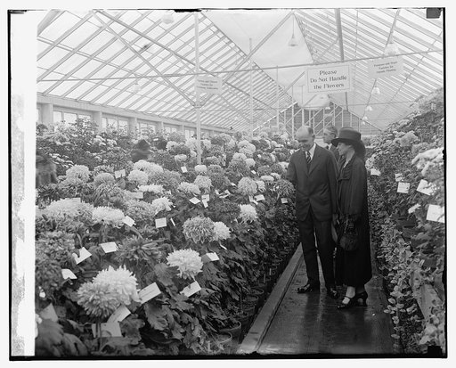Sec. Jardine & Mrs. Coolidge at Chrysanthemum show, 11/5/25