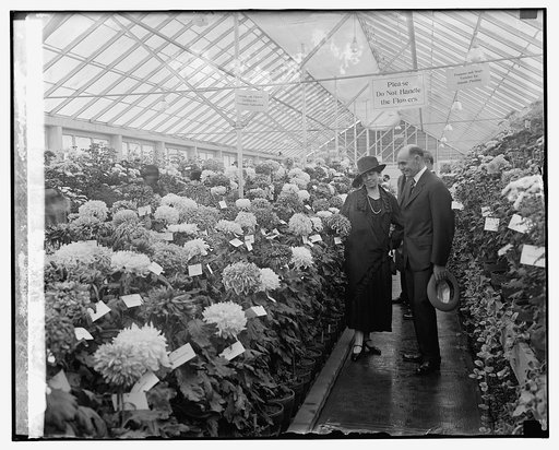 Sec. Jardine & Mrs. Coolidge at Chrysanthemum show, 11/5/25