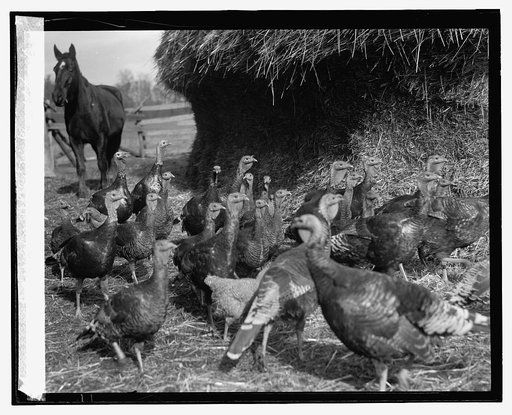 Greenwood Farm, Dawsonville, Md., 11/13/25