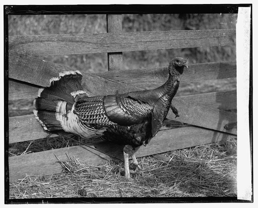 A good turkey picture