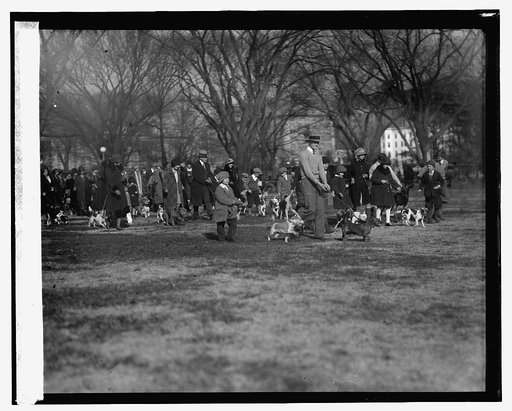 Mutt show