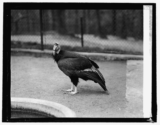 Condor at Zoo, 5/3/26