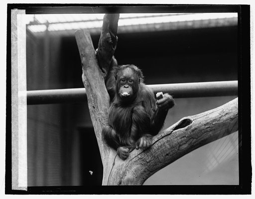 Orangutan at Zoo, 5/3/26