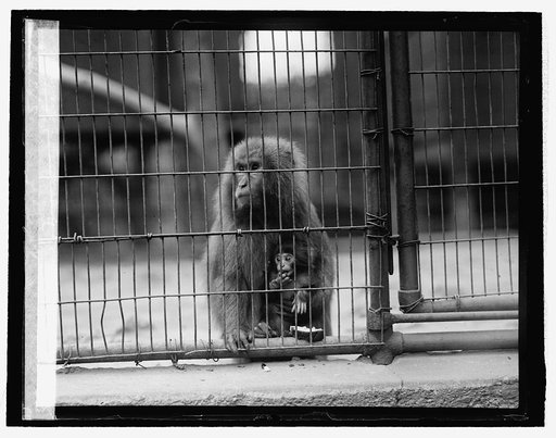 Japanese monkey & baby at Zoo, 5/3/26