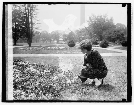 Pansy beds, Ag. Dept., [5/17/26
