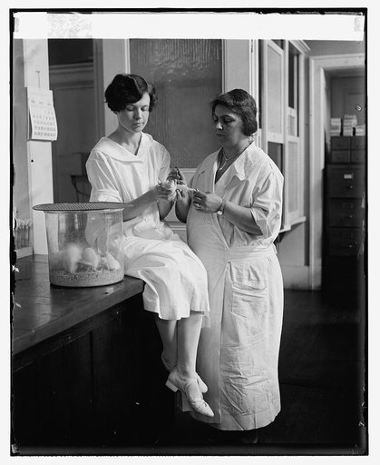 Miss Hattie E. Alexander & Mrs. S.A. Carlin testing serum, U.S.P.H.S., 7/8/26