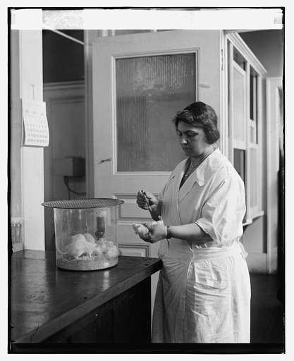 Mrs. Sadie A. Carlin testing serum at U.S.P.H.S., 7/8/26