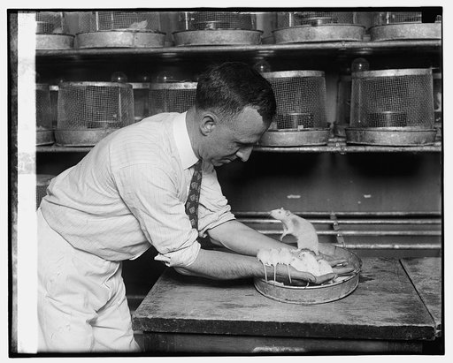 Geo. Snider weighing rats at Ag. Dept., [6/28/26