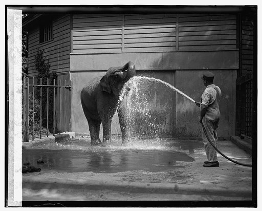 Elephant at zoo, 7/28/26