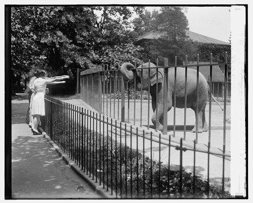 Elephant at zoo