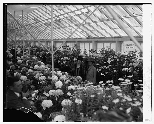 Mrs. Jardine & Mrs. Coolidge Chrysanthemum Show, 11/3/26