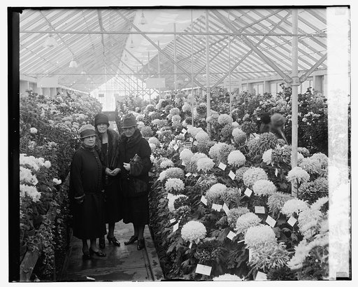 Mrs. Kellogg, Mrs. Jardine, Mrs. New, Chrysanthemum Show, 11/3/26