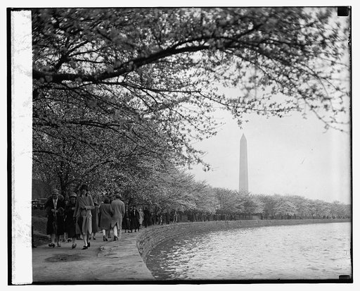 Cherry Blossoms, 3/21/27