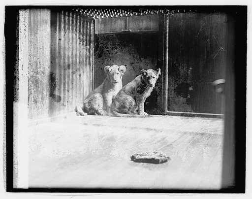 Coolidge lion cubs gift from Africa, 4/27/27