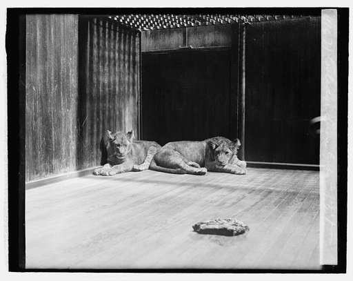 Coolidge lion cubs, a gift from Africa, [4/27/27