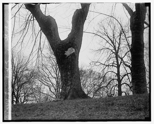 Tree in W.H. grounds, 3/25/29