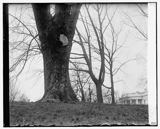 Tree in W.H. grounds, 3/25/29