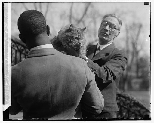White House persian cat, 3/29/29