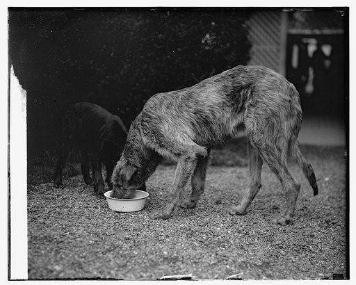 Pat, Irish Wolfhound, 4/11/29