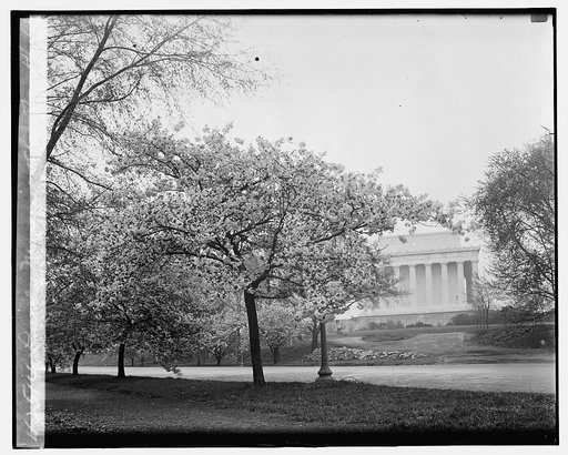 Lincoln Memorial & Cherry trees, 4/10/29
