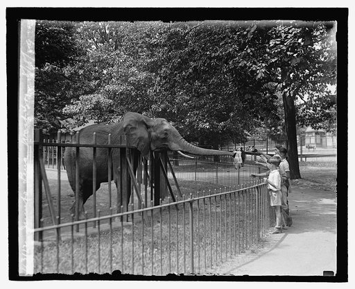 Jumbo Lina, Wash. Zoo, 8/18/29
