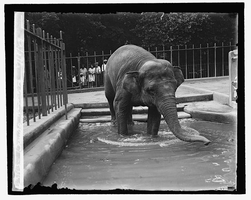 Bimbo, Wash. Zoo, 8/18/29