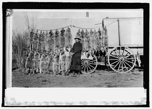 Ada Tingley, Hunter District of Idaho, Shop in the month of November, 1917. 24 coyotes, 1 bobcat and 1 badger 10/8/19