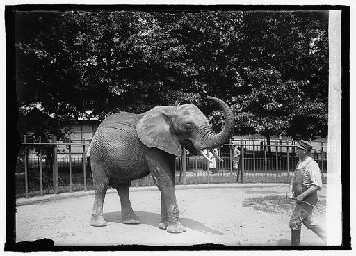 Elephant, zoo