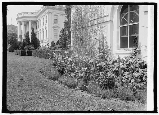 Mrs. Harding's garden