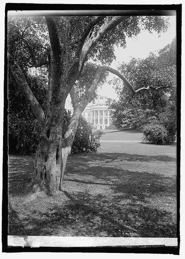 Apple tree, White House