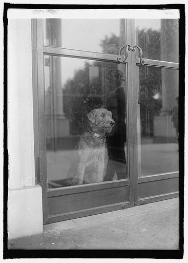 Laddie Boy, 8/1/23