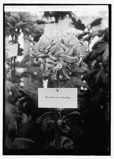 Chrysanthemum show, [10/30/23