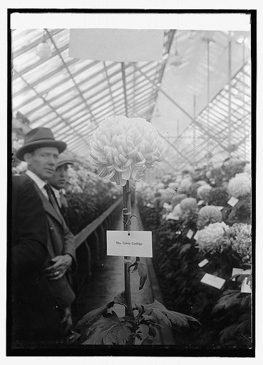 Chrysanthemum show, 10/30/23