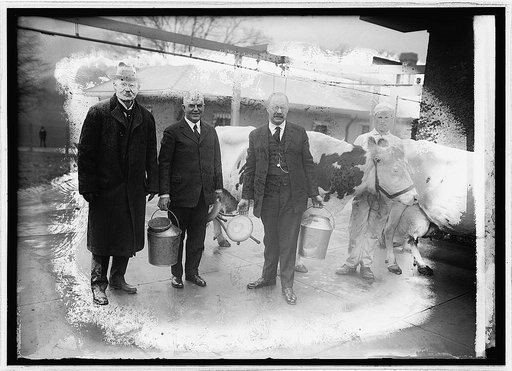 Wallace & Johnson milking contest