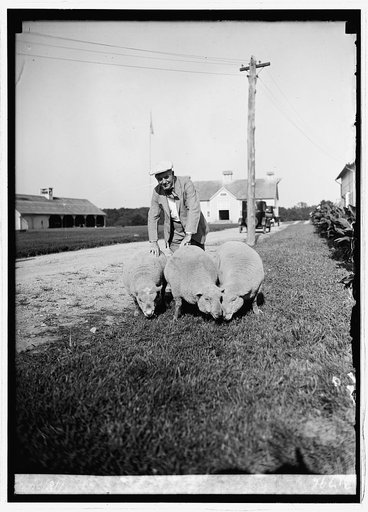 Sec. Wallace at Beltsville, [Md.], farm with southdown sheep, 8/18/24