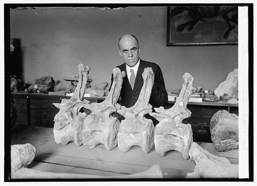 Prof. Chas. Gilmore of Smithsonian Institution with dinosaur Diplodochus, 9/25/24