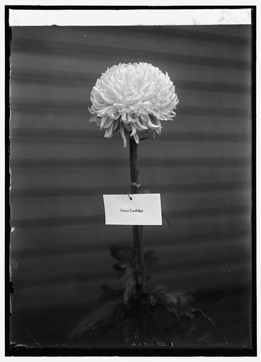 Grace] Coolidge, [...] chrysanthemum show