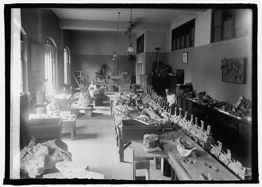 Division of Paleontology of National Museum, [7/24/25
